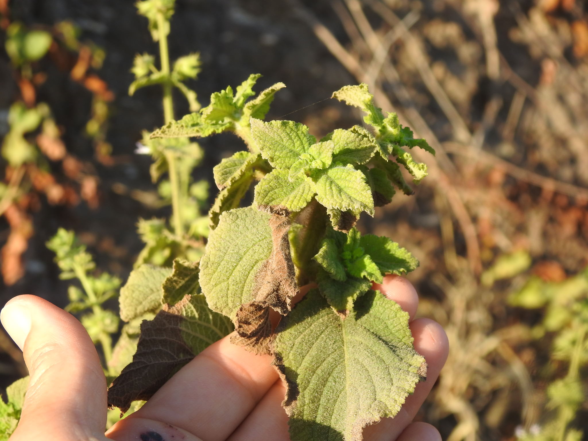 Hyptis suaveolens